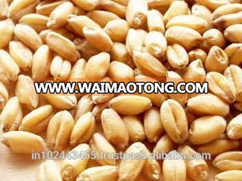 Durum Wheat