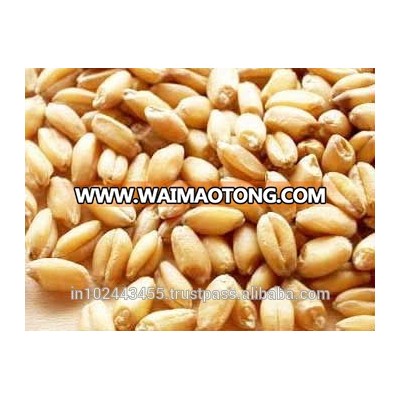 Durum Wheat